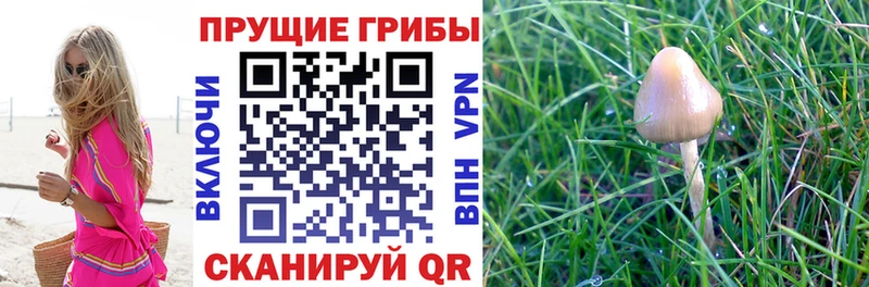 цены наркотик  Омск  Галлюциногенные грибы Psilocybe 